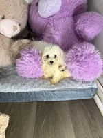 Valentine, a male Bichon Frise and Shih Tzu for sale in Fayetteville, NC – Photo 3 of 3