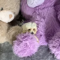 Valentine, a male Bichon Frise and Shih Tzu for sale in Fayetteville, NC – Photo 1 of 3