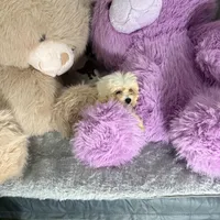 Valentine, a male Bichon Frise and Shih Tzu for sale in Fayetteville, NC – Photo 2 of 3