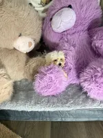 Valentine, a male Bichon Frise and Shih Tzu for sale in Fayetteville, NC – Photo 2 of 3