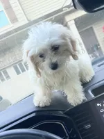 Chloe, a female Shih Tzu and Bichpoo for sale in Fayetteville, NC – 2 of 8