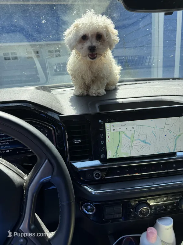 Thumper – Bichon Frise, Shih Tzu puppy for sale in Fayetteville, NC