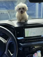 Thumper, a male Bichon Frise and Shih Tzu for sale in Fayetteville, NC – Photo 2 of 5