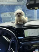 Thumper, a male Bichon Frise and Shih Tzu for sale in Fayetteville, NC – Photo 3 of 5