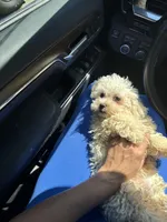 Thumper, a male Bichon Frise and Shih Tzu for sale in Fayetteville, NC – Photo 4 of 5