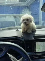 Thumper, a male Bichon Frise and Shih Tzu for sale in Fayetteville, NC – Photo 5 of 5