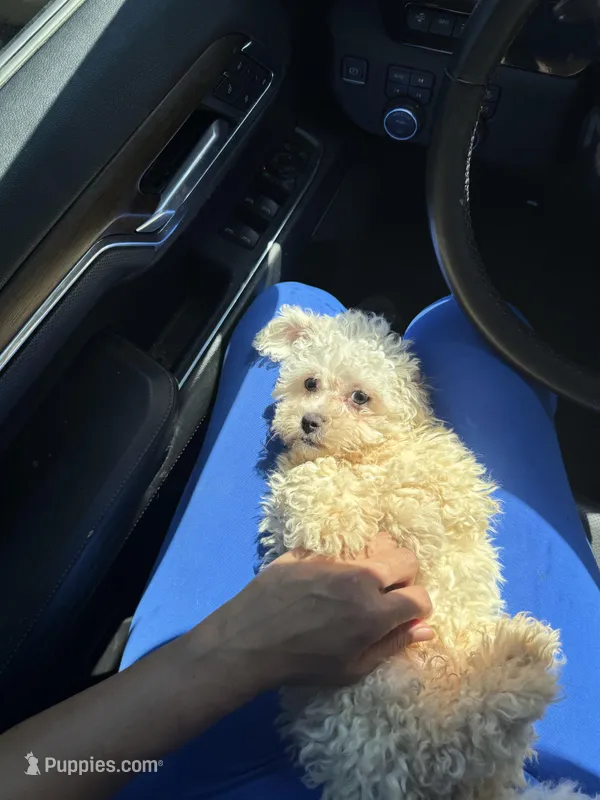 Thumper – Bichon Frise, Shih Tzu puppy for sale in Fayetteville, NC