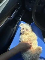 Thumper, a male Bichon Frise and Shih Tzu for sale in Fayetteville, NC – Photo 1 of 5