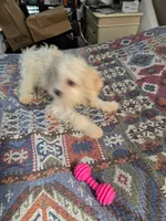 Luna, a female Bichon Frise and Shihpoo for sale in Fayetteville, NC – 3 of 3