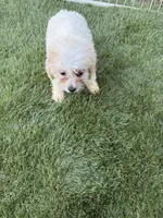 Cheddar , a male Shih Tzu and Bichpoo for sale in Fayetteville, NC – 6 of 6