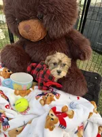 Cookie, a male Bichon Frise and Shih Tzu for sale in Fayetteville, NC – 7 of 10