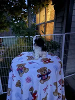 Hershey, a female Shih Tzu and Bichpoo for sale in Fayetteville, NC – 6 of 6