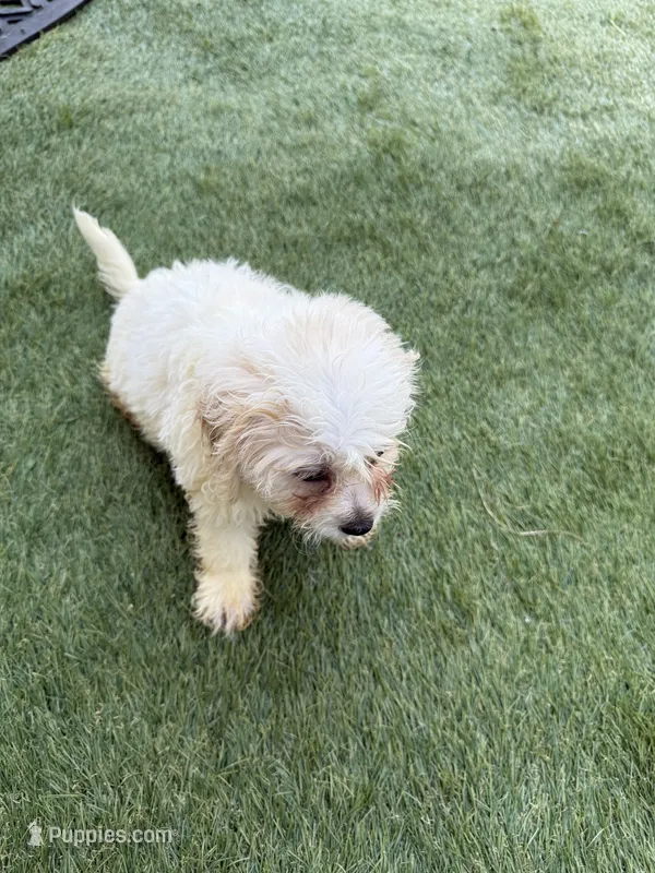 Cheddar  – Shih Tzu, Bichpoo puppy for sale in Fayetteville, NC