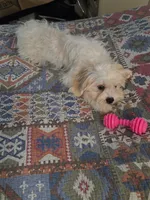 Luna, a female Bichon Frise and Shihpoo for sale in Fayetteville, NC – 2 of 3