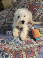 Lenny, a female Shih Tzu and Bichpoo for sale in Fayetteville, NC – 3 of 3
