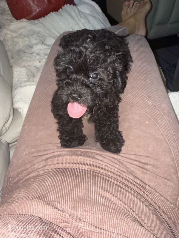 Miko – Bichon Frise, Shihpoo puppy for sale in Fayetteville, NC
