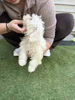 Chip, a male Shih Tzu and Bichpoo for sale in Fayetteville, NC – 2 of 6