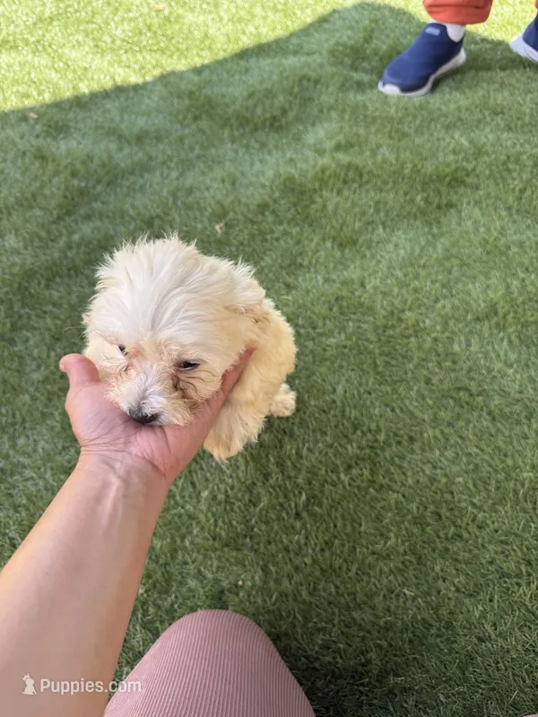 Happy  – Bichon Frise, Shihpoo puppy for sale in Fayetteville, NC