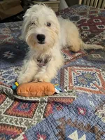 Lenny, a female Shih Tzu and Bichpoo for sale in Fayetteville, NC – 2 of 3