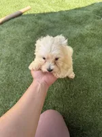 Happy , a male Bichon Frise and Shihpoo for sale in Fayetteville, NC – 3 of 6
