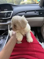 May, a female Bichon Frise and Shihpoo for sale in Fayetteville, NC – 5 of 5