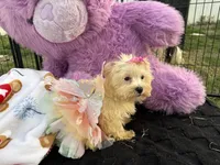 Willow, a female Bichon Frise and Shih Tzu for sale in Fayetteville, NC – 3 of 10
