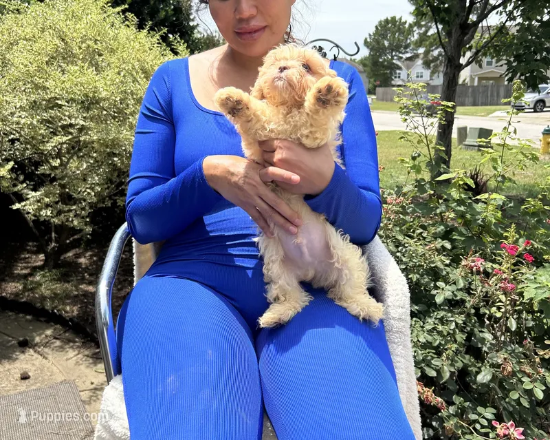 Curly Fry – Bichon Frise, Shihpoo puppy for sale in Fayetteville, NC