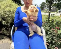 Curly Fry, a male Bichon Frise and Shihpoo for sale in Fayetteville, NC – 1 of 1
