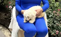 Lollipop , a male Bichon Frise and Shih Tzu for sale in Fayetteville, NC – 2 of 4