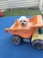 Snuggles, a male Shih Tzu and Bichpoo for sale in Fayetteville, NC – 4 of 4