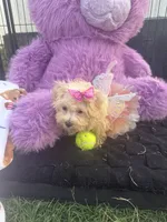 Willow, a female Bichon Frise and Shih Tzu for sale in Fayetteville, NC – 2 of 9