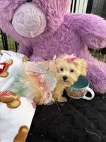 Willow, a female Bichon Frise and Shih Tzu for sale in Fayetteville, NC – 2 of 10