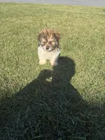 Fudge, a male Bichon Frise and Shihpoo for sale in Fayetteville, NC – 5 of 5