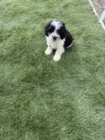 Rufus , a male Shih Tzu and Bichpoo for sale in Fayetteville, NC – 3 of 4