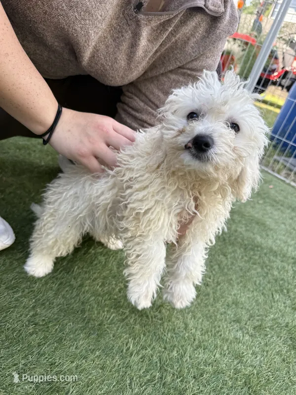 Chip – Shih Tzu, Bichpoo puppy for sale in Fayetteville, NC