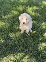 Colton, a male Shih Tzu and Bichpoo for sale in Fayetteville, NC – 2 of 7