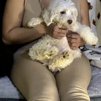 Marco, a male Bichon Frise and Shihpoo for sale in Fayetteville, NC – Photo 2 of 3