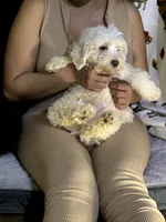 Marco, a male Bichon Frise and Shihpoo for sale in Fayetteville, NC – Photo 2 of 3