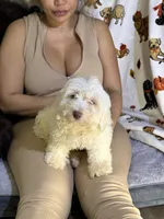 Marco, a male Bichon Frise and Shihpoo for sale in Fayetteville, NC – Photo 1 of 3