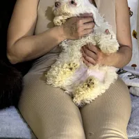 Marco, a male Bichon Frise and Shihpoo for sale in Fayetteville, NC – Photo 3 of 3