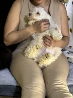 Marco, a male Bichon Frise and Shihpoo for sale in Fayetteville, NC – Photo 3 of 3