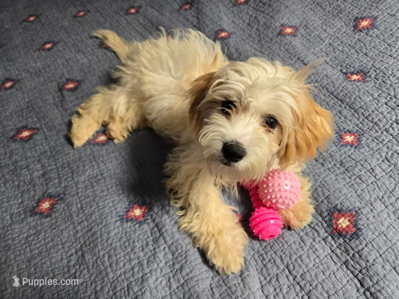 Winnie – Bichon Frise, Shihpoo puppy for sale in Fayetteville, NC