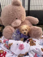 Snickers , a female Shichon for sale in Fayetteville, NC – 8 of 10