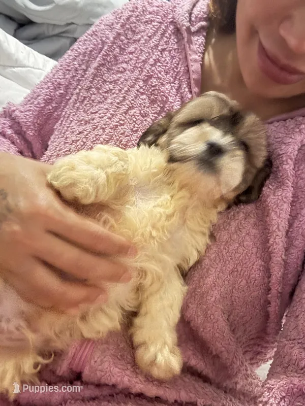 Theo – Bichon Frise, Shih Tzu puppy for sale in Fayetteville, NC