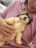 Theo, a male Bichon Frise and Shih Tzu for sale in Fayetteville, NC – Photo 1 of 5