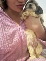 Theo, a male Bichon Frise and Shih Tzu for sale in Fayetteville, NC – Photo 3 of 5