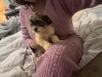 Theo, a male Bichon Frise and Shih Tzu for sale in Fayetteville, NC – Photo 5 of 5