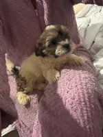 Theo, a male Bichon Frise and Shih Tzu for sale in Fayetteville, NC – Photo 4 of 5