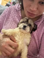 Theo, a male Bichon Frise and Shih Tzu for sale in Fayetteville, NC – Photo 2 of 5