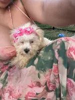 Willow, a female Bichon Frise and Shih Tzu for sale in Fayetteville, NC – 9 of 9